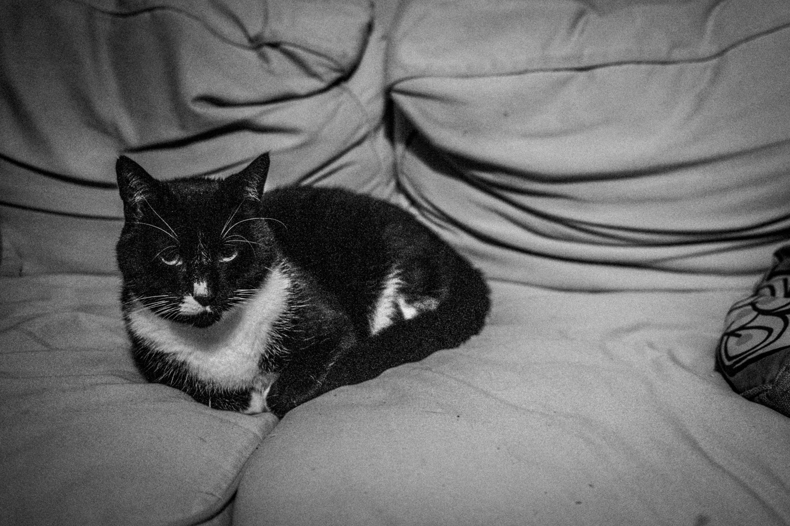 Cat on a sofa